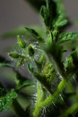 Close-up of a fuzzy green tomato plant stem with buds