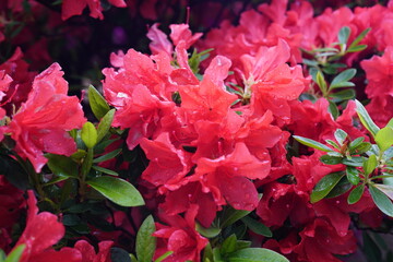 Fototapeta premium ツツジの花が咲いている