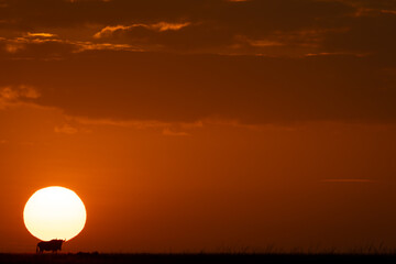 Blue wildebeest standing at dawn on horizon