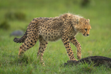 Cheetah cub steps onto log in savannah
