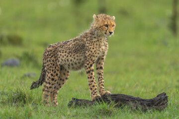 Cheetah cub leans on log in savannah