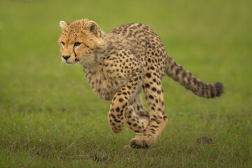 Cheetah cub runs across grass lifting forepaws