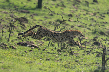 Female cheetah jumps over rocks on slope
