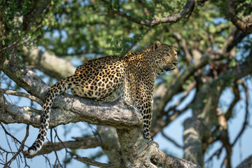 Female leopard sits in tree looking out