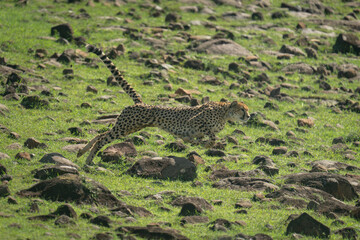 Fototapeta na wymiar Female cheetah jumps over rocks on hillside
