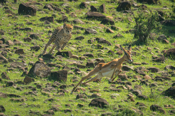 Female cheetah chases impala down rocky hillside