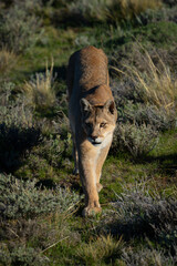 Puma crossing scrubland in sunshine toward camera