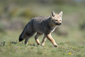South American gray fox runs across plain