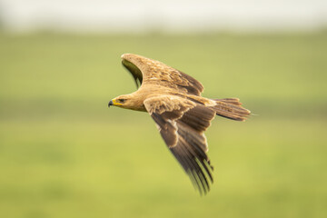 Tawny eagle glides past with blurred wings
