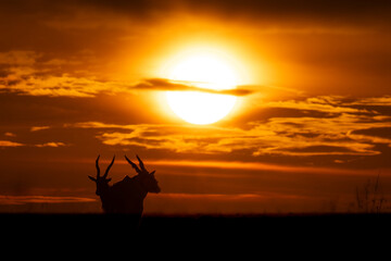 Two common elands stand silhouetted at sunset