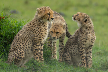 Three cheetah cubs on grass in rain