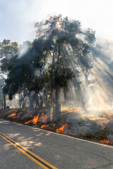 Wildfire in California with flame and smoke in the forest.