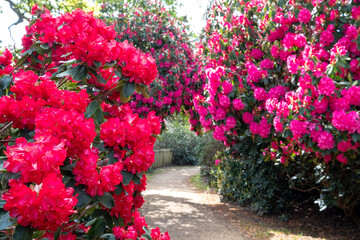 Brightly coloured rhododendron flowers, photographed in springtime at Temple Gardens, Langley Park,...