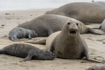 Elephant Seals on the beach in California fighting, nursing, and mating.