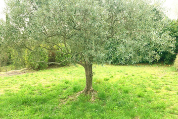 Obraz premium 南フランスの街並み