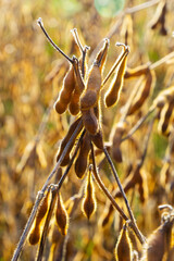 Soybeans pod macro. Harvest of soy beans - agriculture legumes plant. Soybean field - dry soyas pods