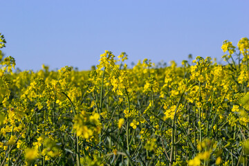 Blooming canola field and blu sky with stormy clouds