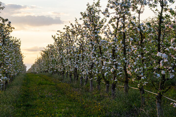 apple trees in the spring in the orchard, young apple trees on a plantation in the countryside