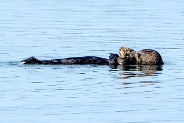 Fototapeta premium California sea otter mama and baby swimming