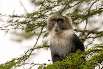 Obraz premium Mountain Monkey in a tree