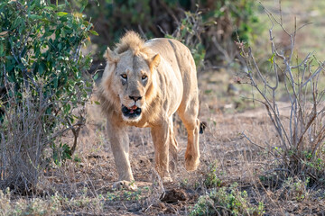 male lion in the grass hunting