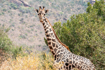 giraffe in the savannah
