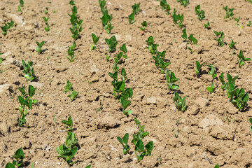 A tender sprout of a soybean agricultural plant in a field grows in a row with other sprouts. Selective focus.