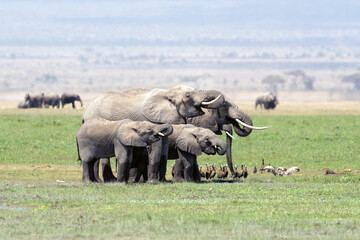 elephant family in the savannah © kcapaldo