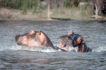 Fototapeta premium two hippopotamus fighting in water