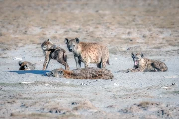 Fotobehang Hyena spotted hyena family in the savannah  © kcapaldo