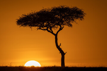 sunset with acacia tree