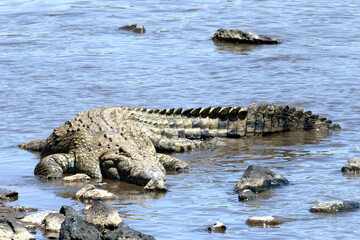 crocodile in the water