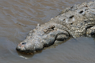 crocodile in the water