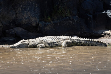 crocodile in river