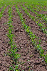 Obraz premium Young corn plants growing on the field on a sunny day. Selective focus