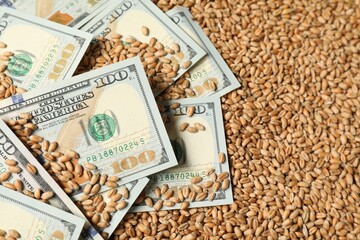Dollar banknotes on wheat grains, closeup. Agricultural business