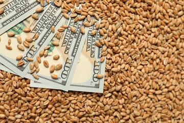 Dollar banknotes on wheat grains, top view. Agricultural business