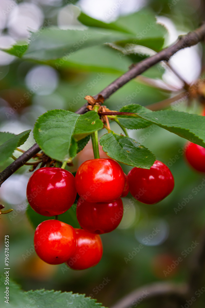 Wall mural Cherry tree branch with ripe large fruits