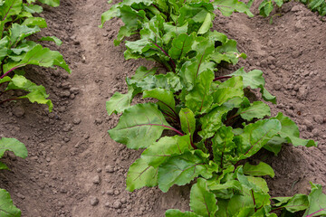 field of young green sugar beet