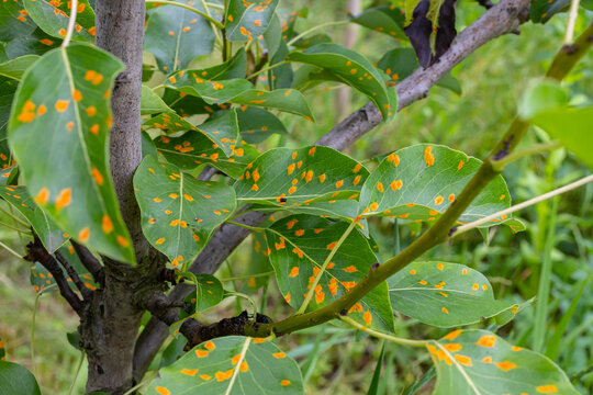 Pear leaves with pear rust infestation