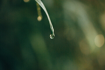 A drop of morning dew, water on a tip of a green leaf. A plant in a summer garden, park. Natural...