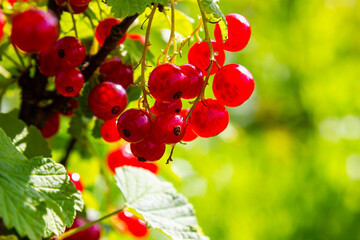 Red currant berries grow in sunny garden. Red currants plantation in summer field. Red currant berries in sunny garden