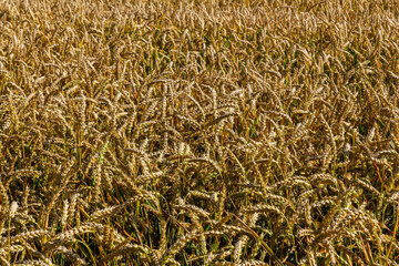 Wheat meadow. Ripe Gold Barley field in summer. Nature organic Yellow rye plant Growing to harvest....