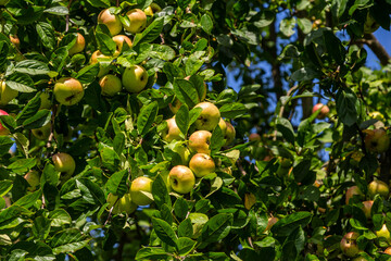 Harvesting. Closeup of ripe sweet apples on tree branches in green foliage of summer orchard