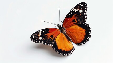 Idolated orange and black butterfly on plain white background.