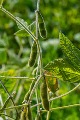 Soy beans grow in the field. Selective focus. Nature