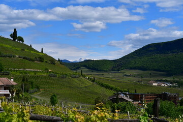 Weinberge beim Kalterer See in Südtirol 