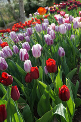 Lavender tulips and red tulips