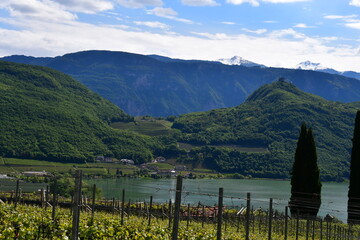 Weinberge und Blick zum Kalterer See in Südtirol 