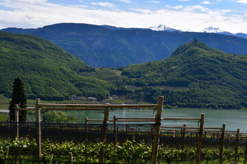 Fototapeta premium Weinberge und der Kalterer See in Südtirol 